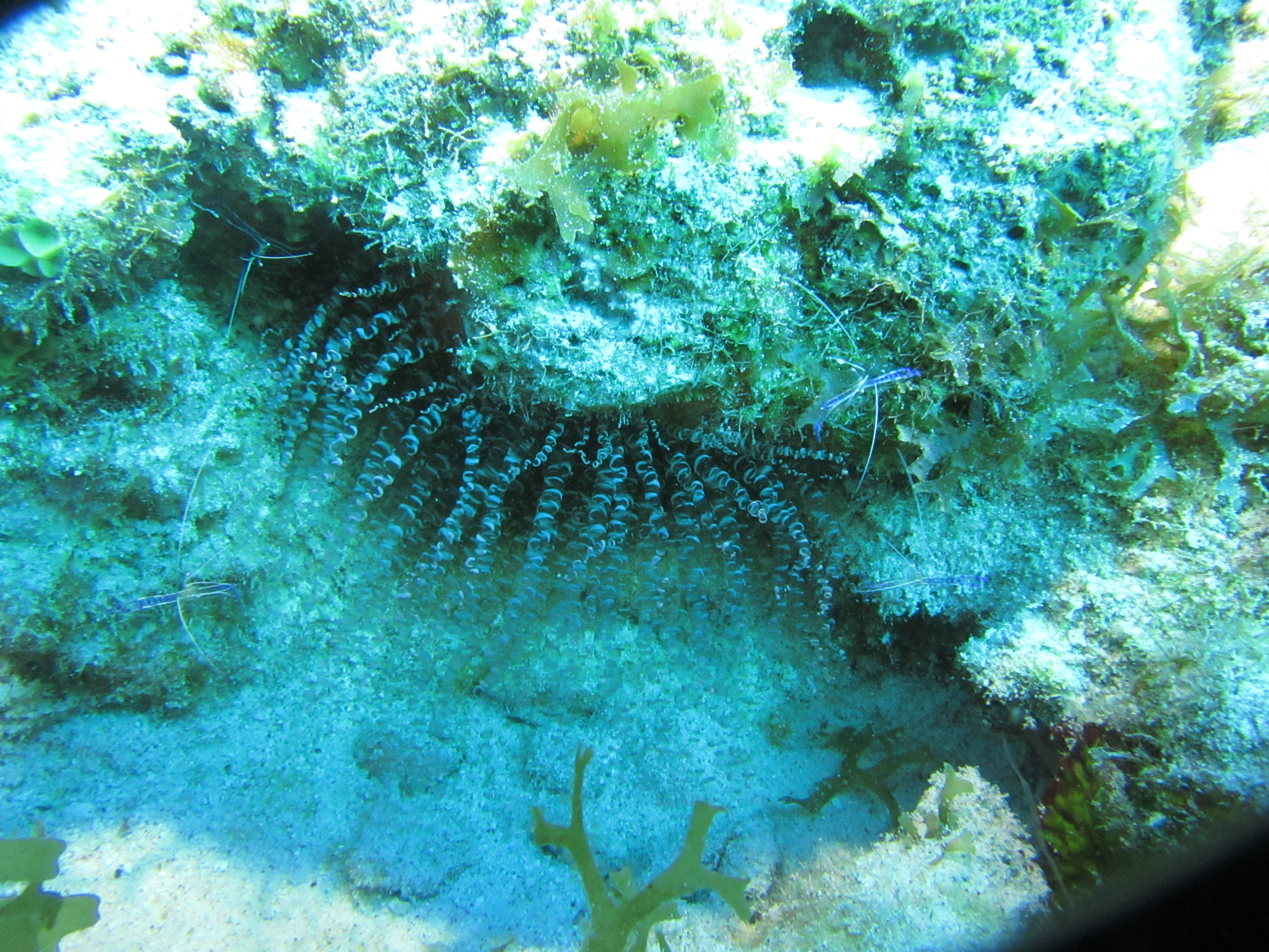 Corkscrew anemone with pederson cleaner shrimp 