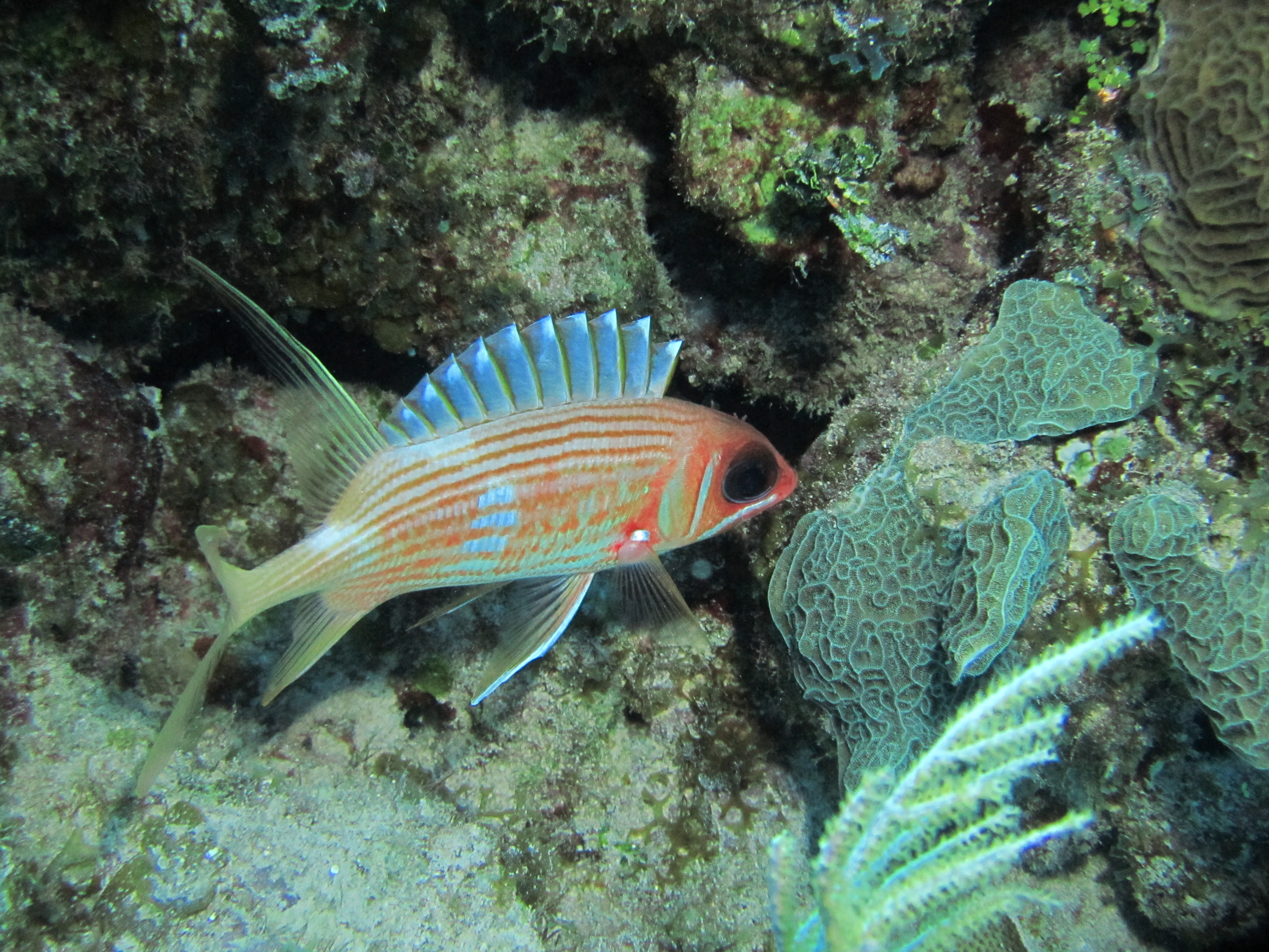 Squirrelfish 