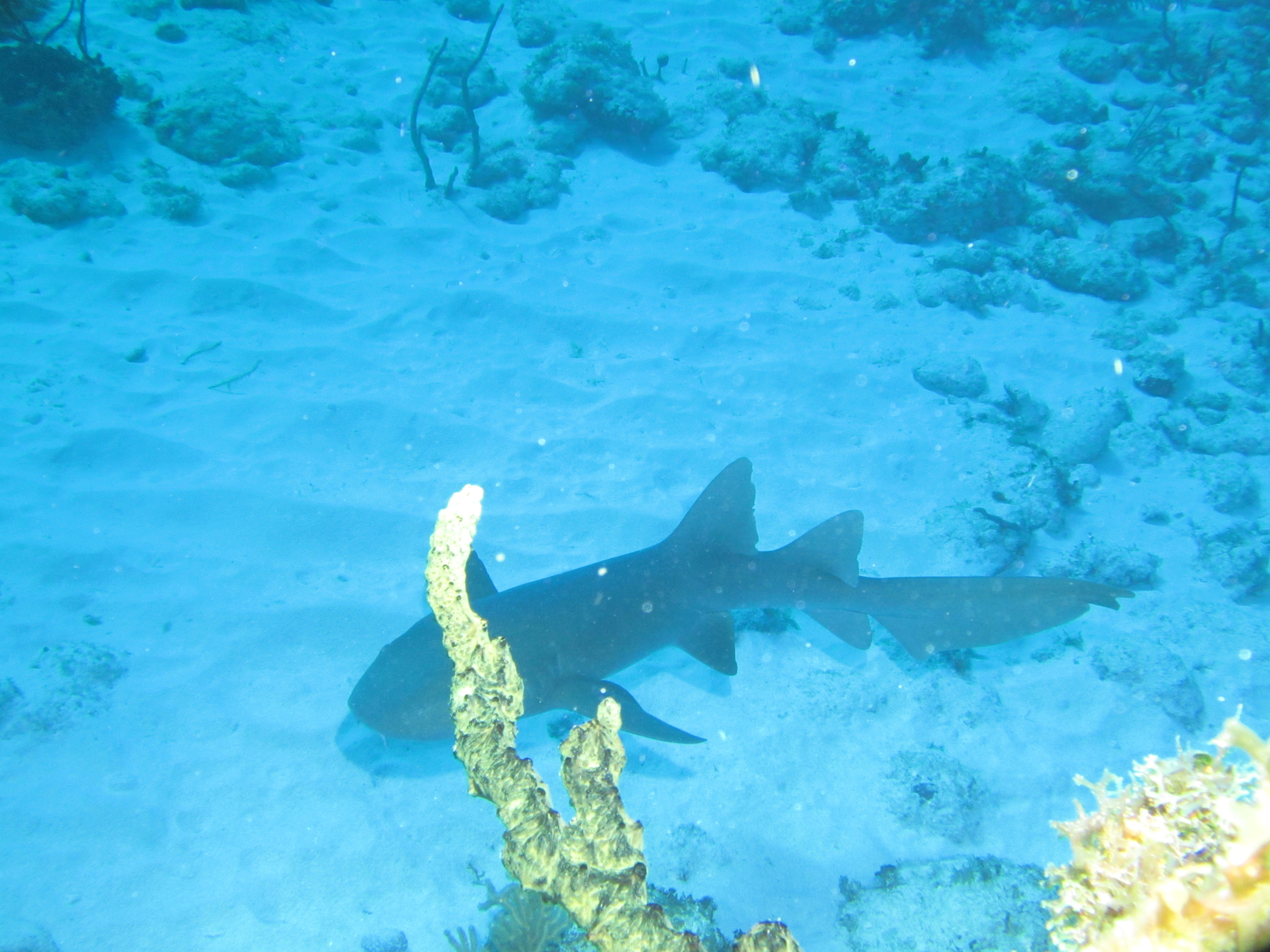Nurse shark 