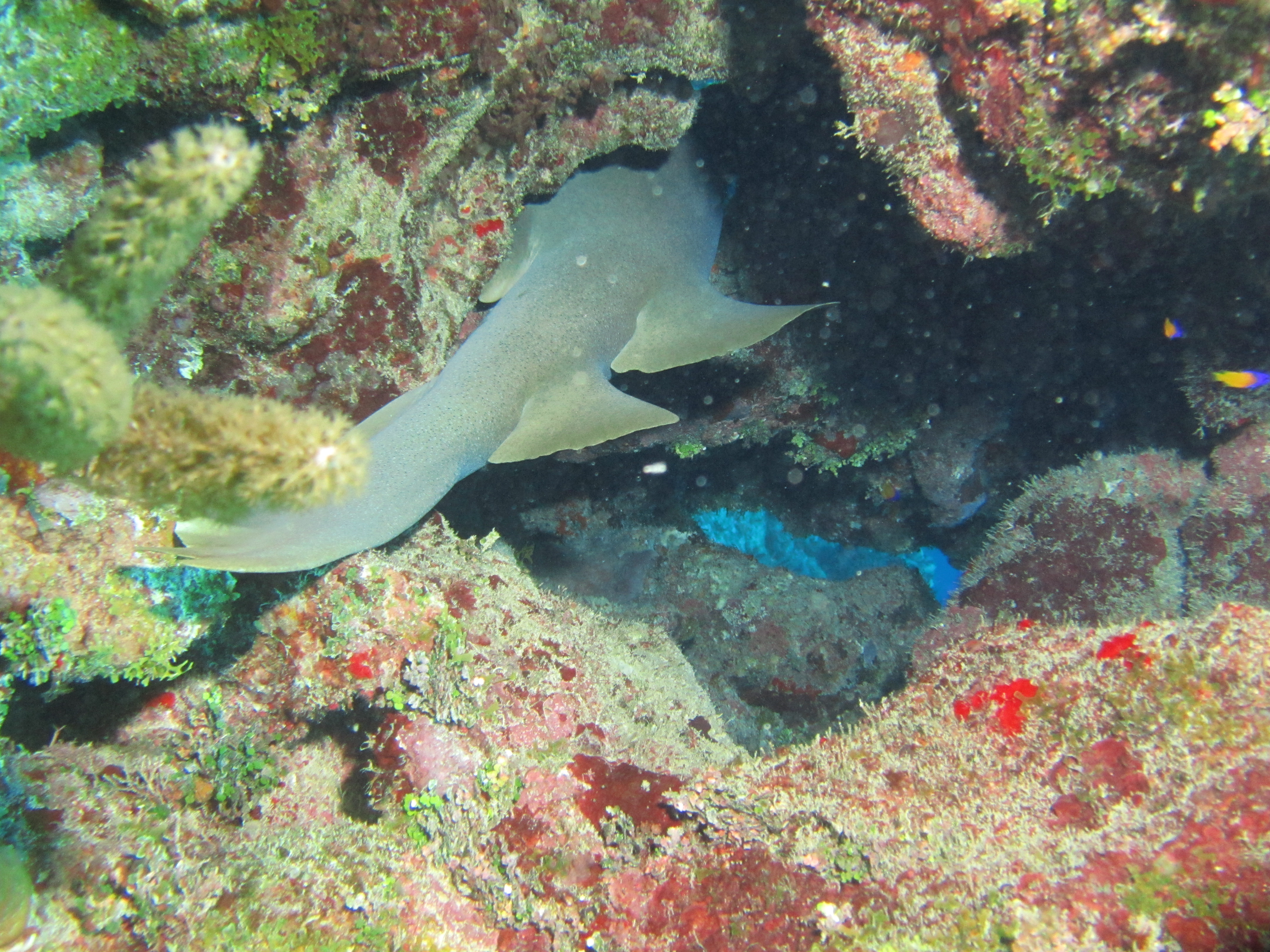 Nurse shark 