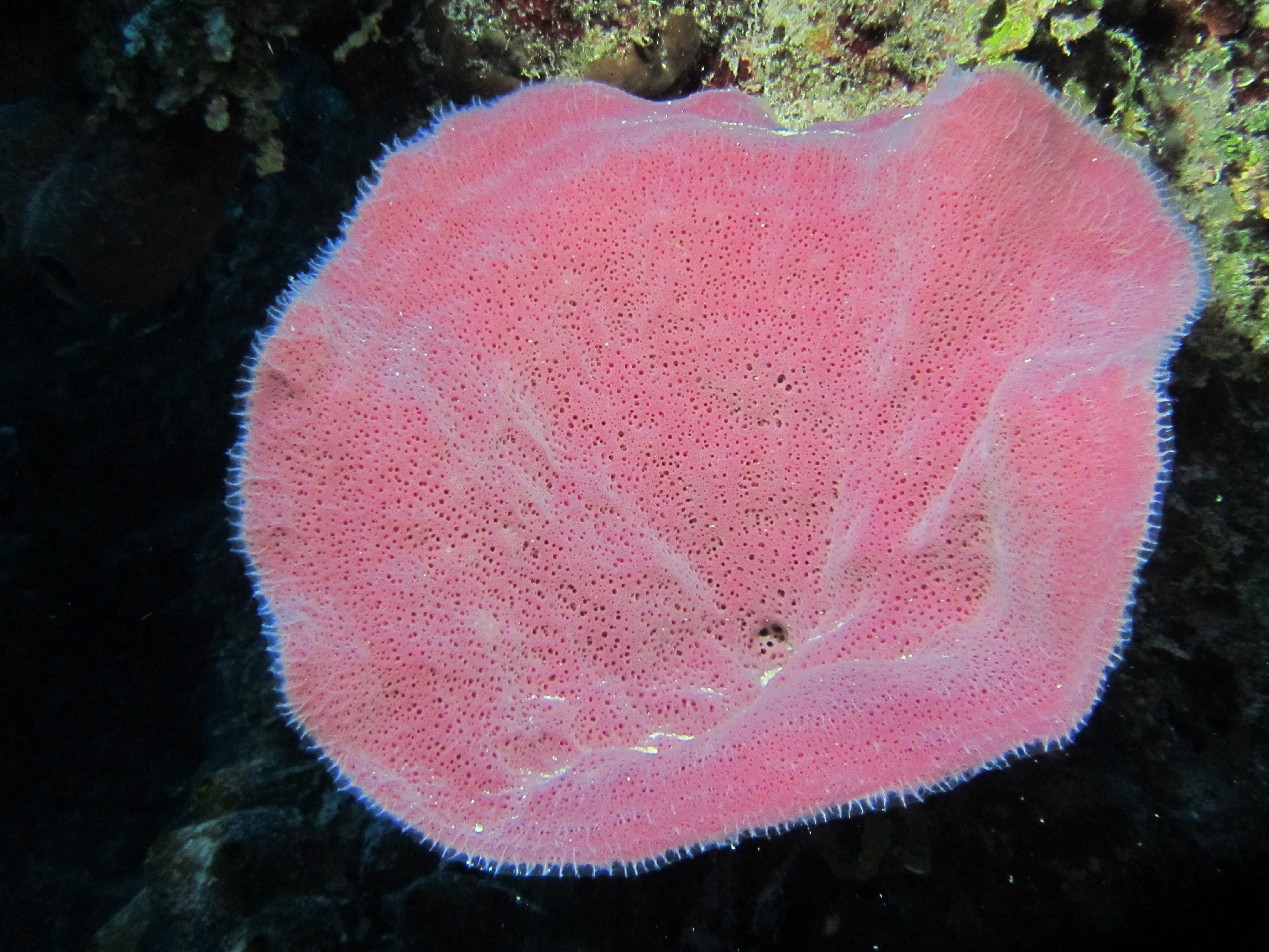 Another purple sponge