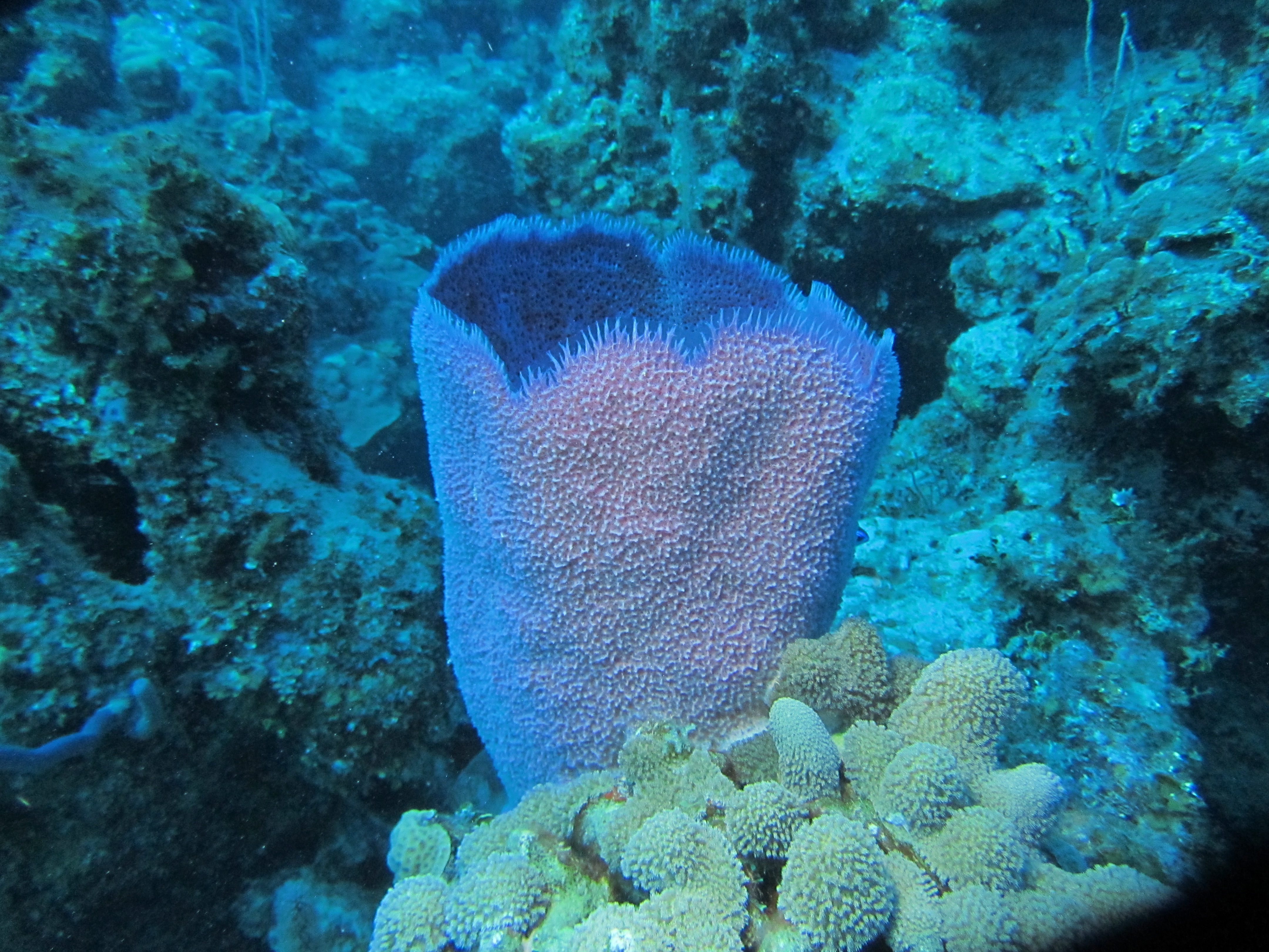 Purple tube sponge 