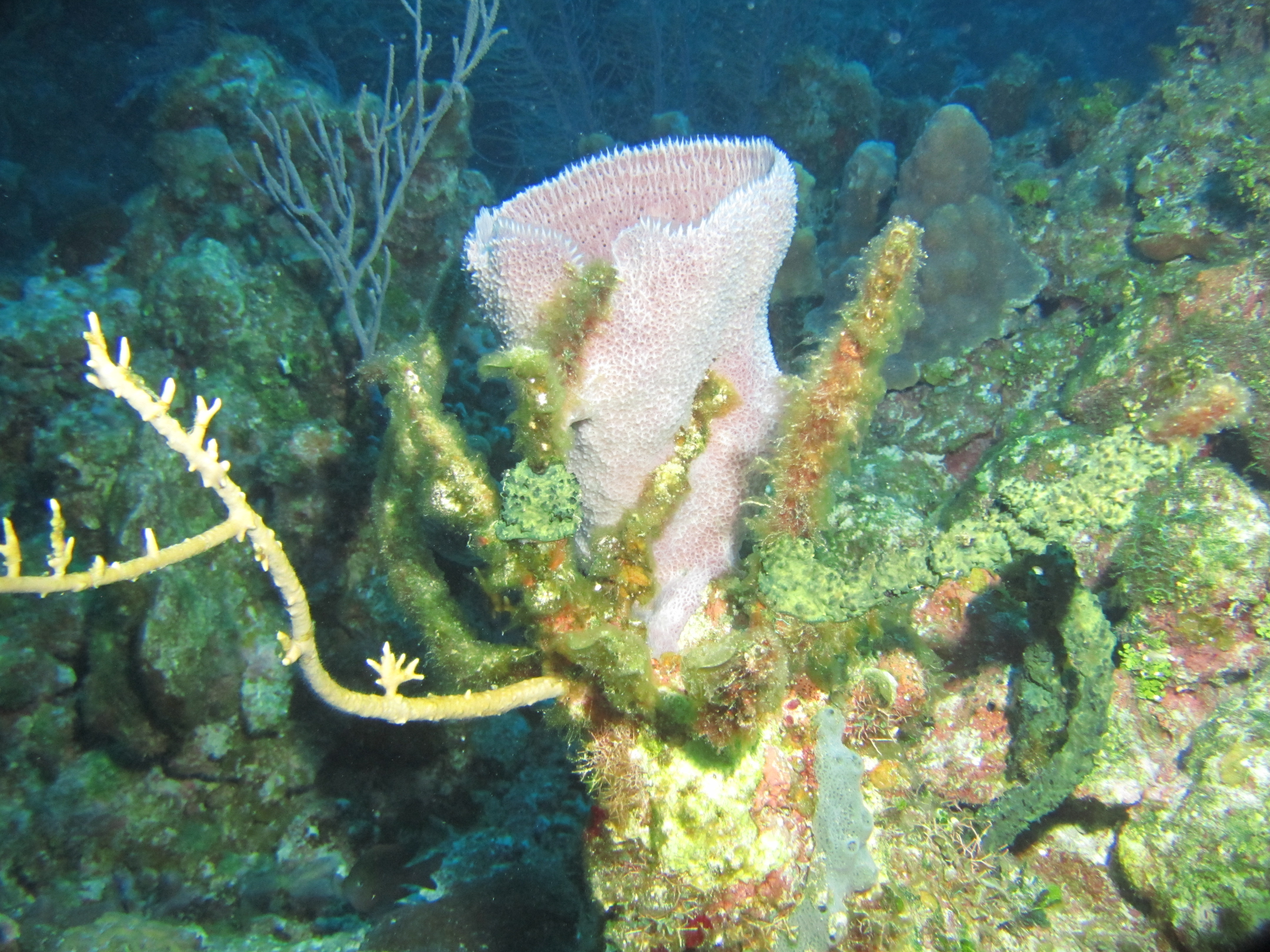 IMG_0011.JPG