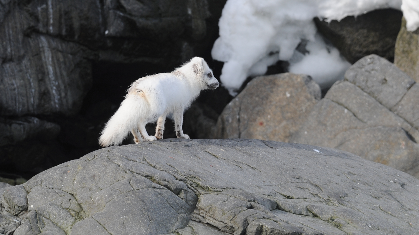 Arctic fox / Vulpes lagopus / Fjllrv