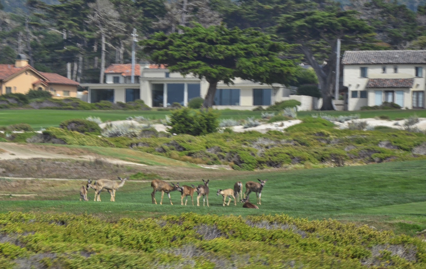 Even the deer enjoy the Monterey golf courses