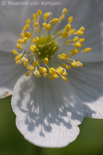 Wood anemone <BR>(Anemone nemorosa)