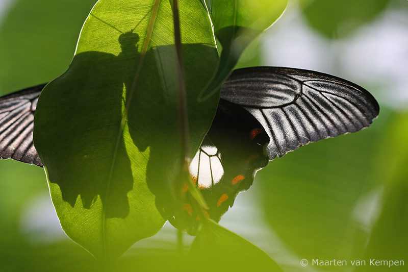 Great mormon <BR>(Papilio memnon agenor)