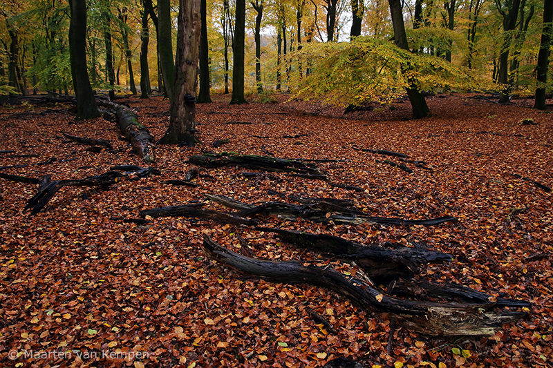 Autumn forest