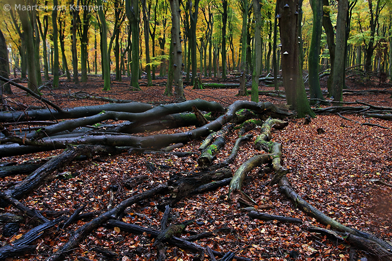 Autumn forest