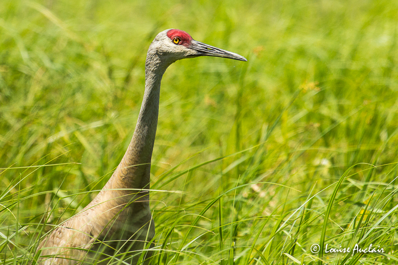 Grue du Canada - Sandhill Crane