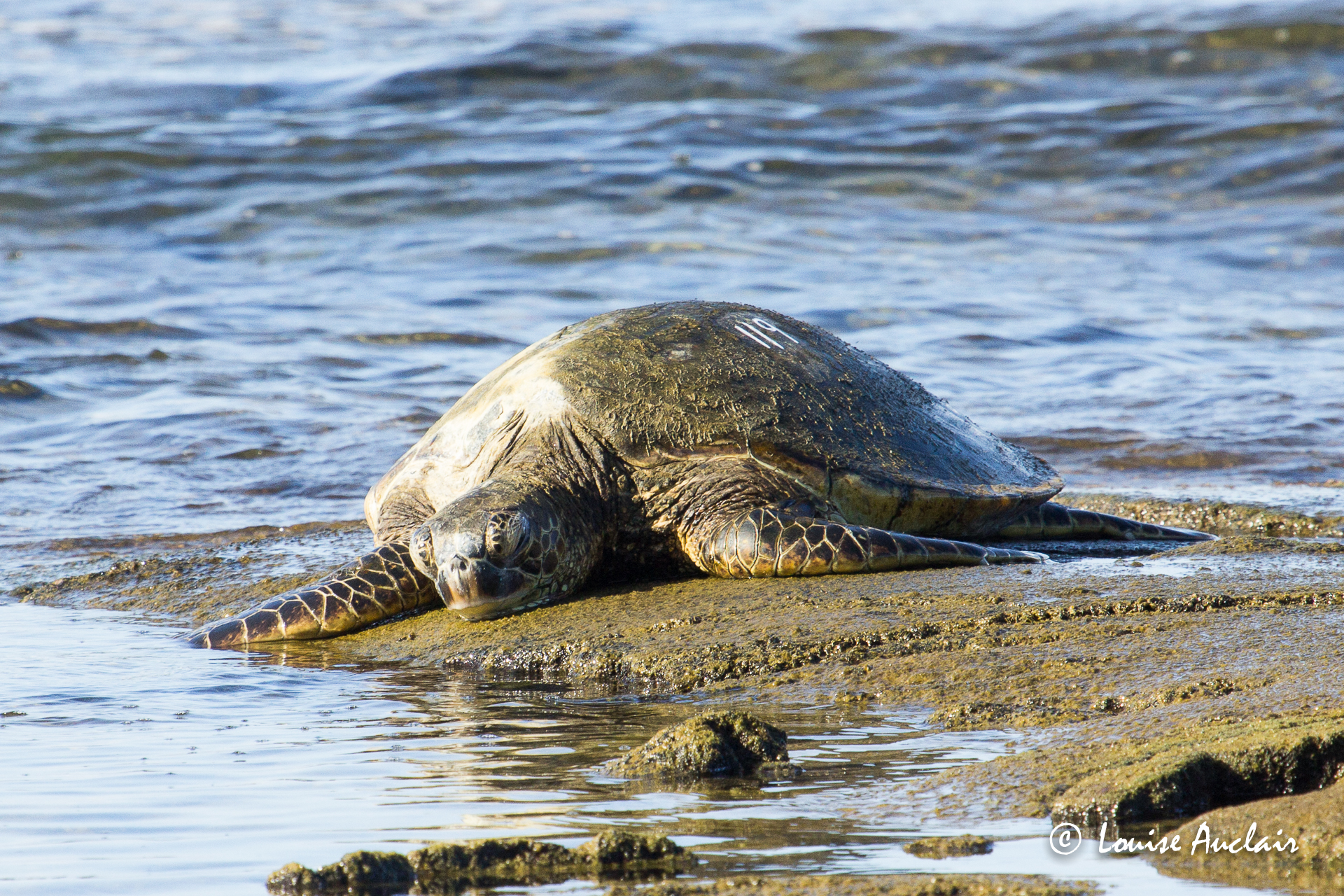 Tortue verte (honu en hawaien) - Green Sea Turtle