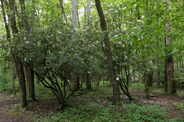 lx100__7140667.jpg