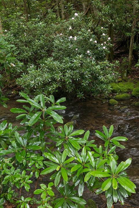 lx100__7140695.jpg