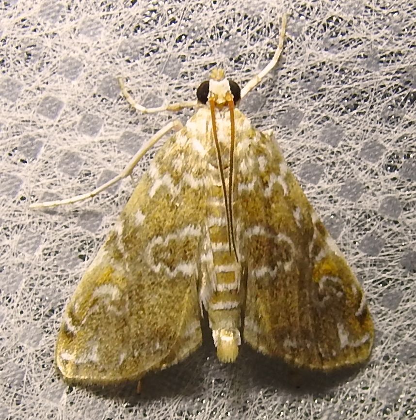 Elophila gyralis - 4751 - Waterlily Borer Moth