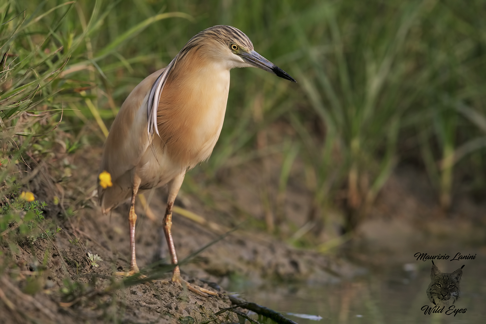 Sgarza ciuffetto, Squacco heron