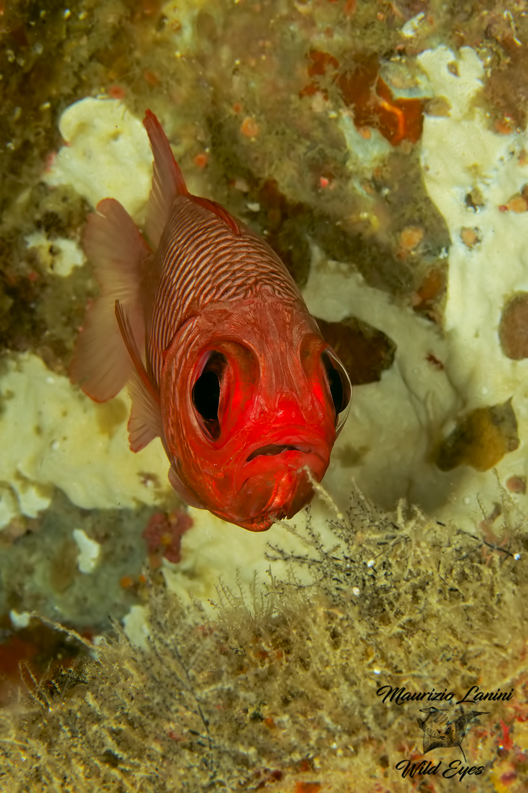 Pesce scoiattolo,Doubletooth soldierfish