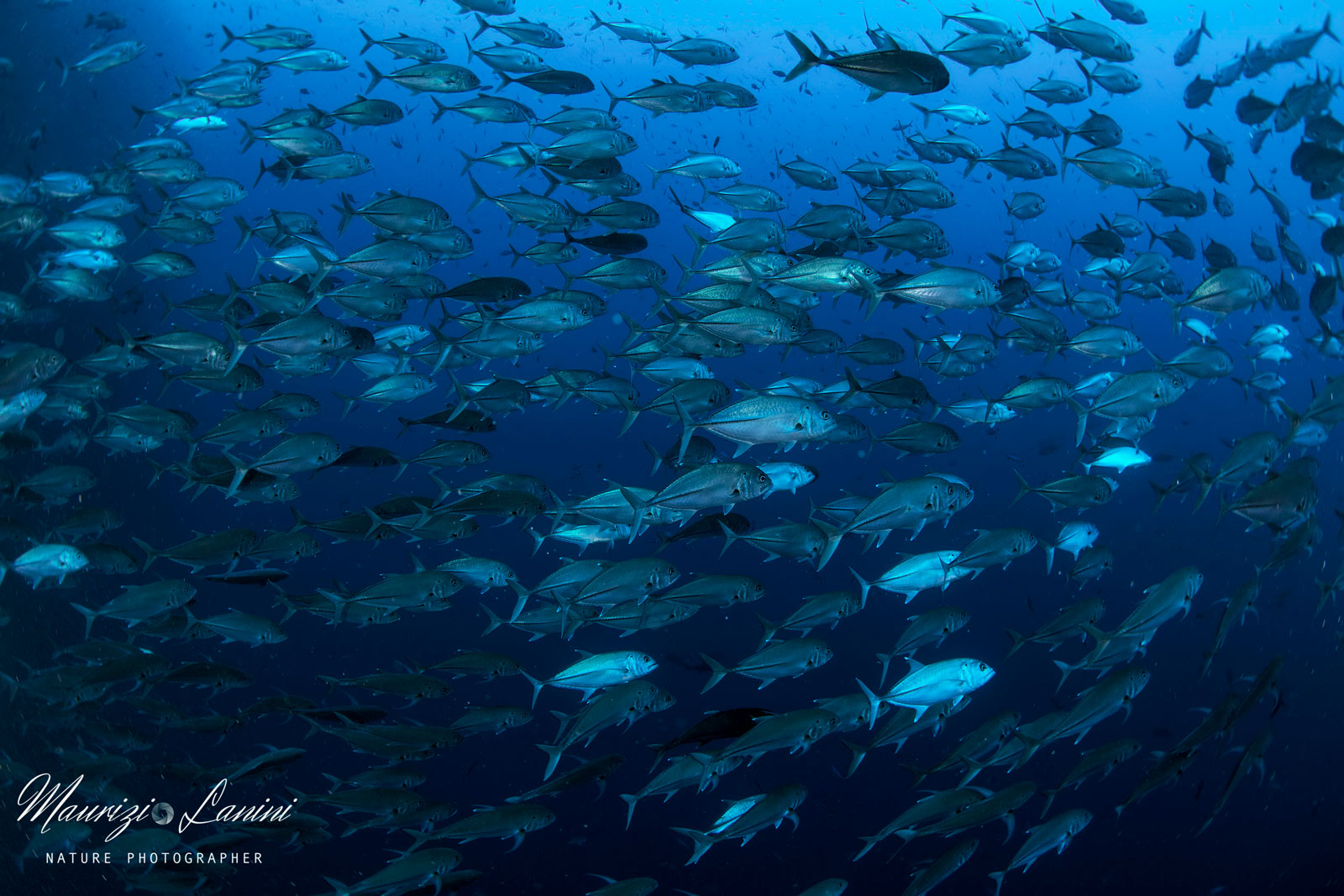 Carangidi, Big eye Trevally