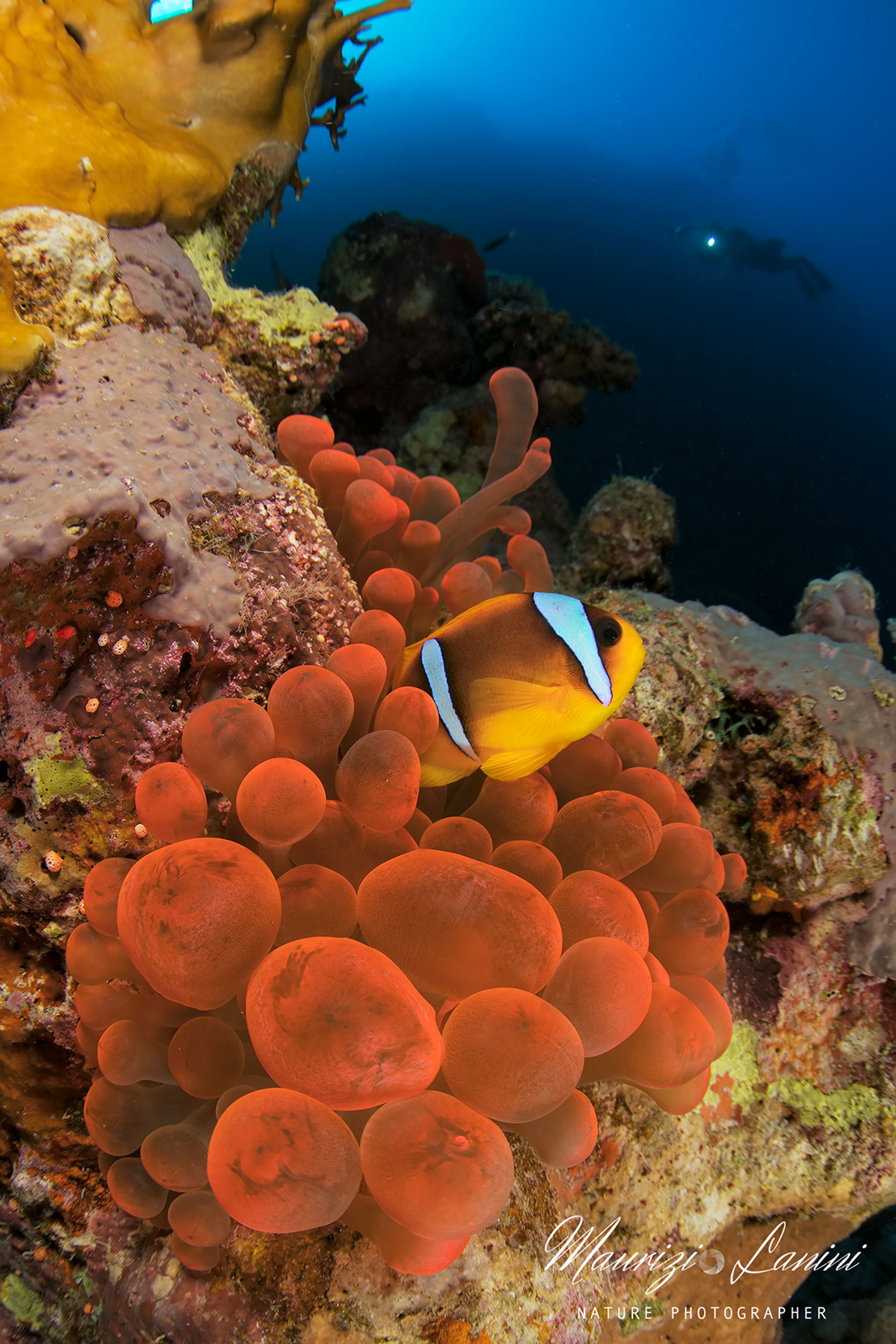 Pesce pagliaccio, Clownfish