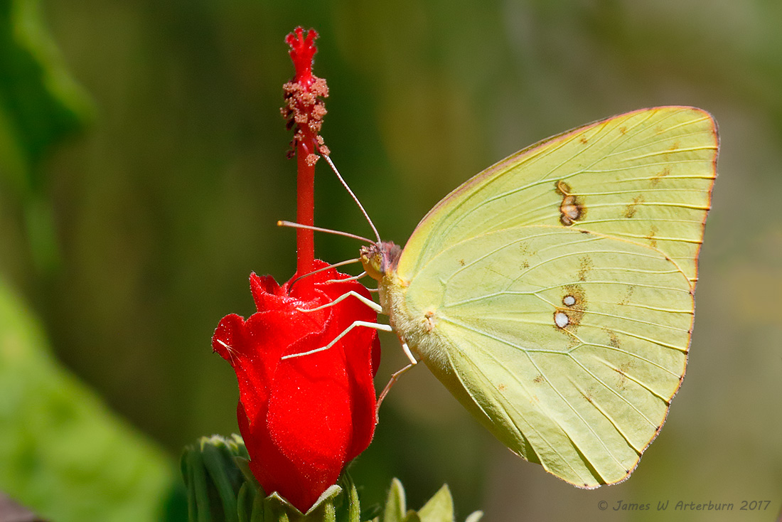 Cloudless Sulphur