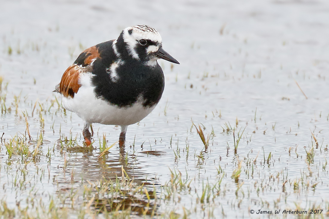 Ruddy Turnstone