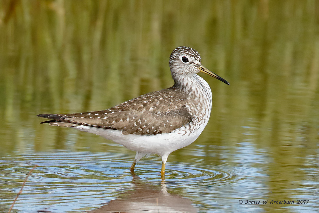 Solitary Sandpiper