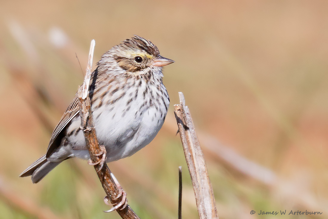 Savannah Sparrow