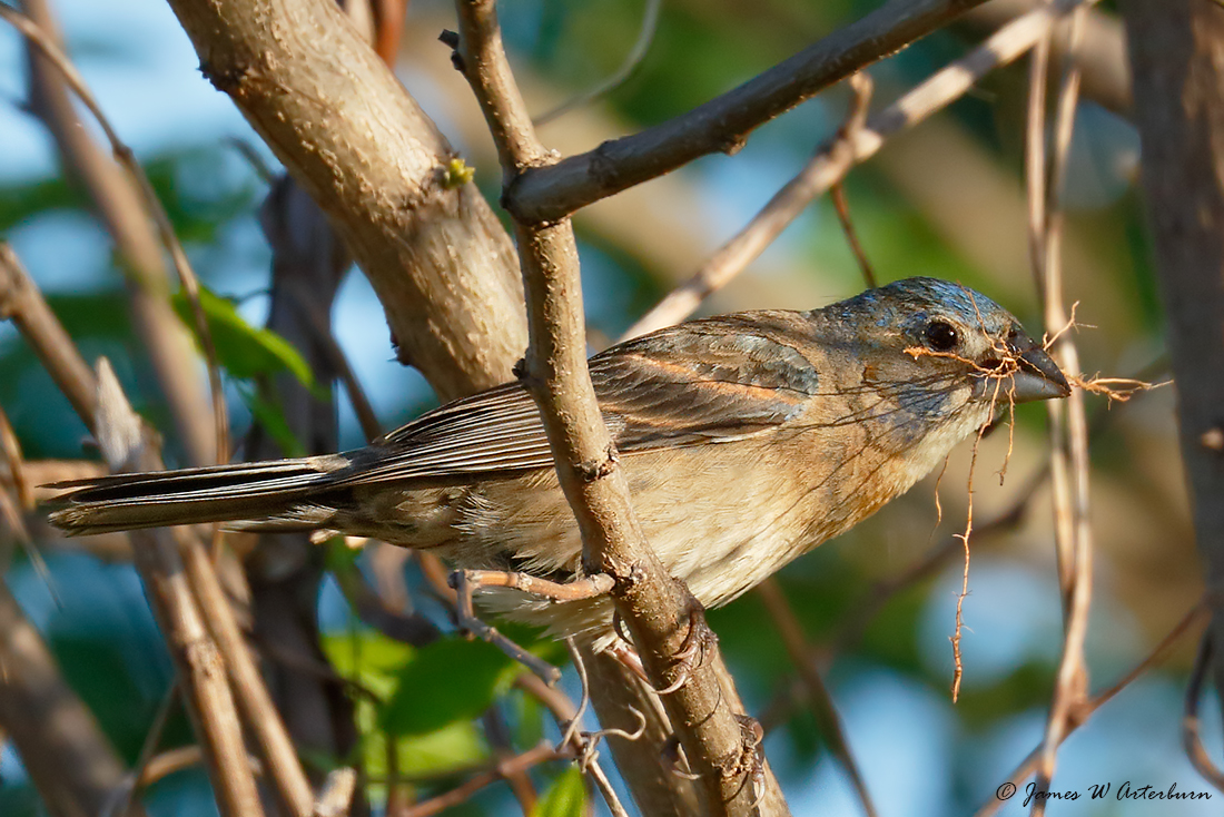 Blue Grosbeak