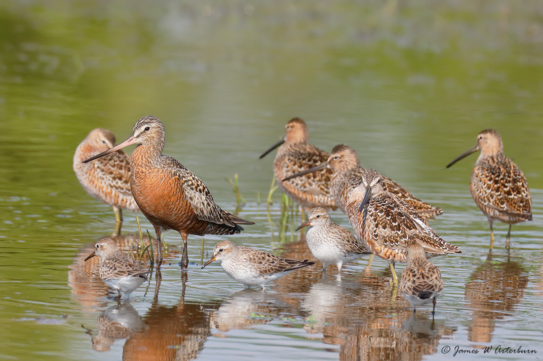 Hudsonian Godwit