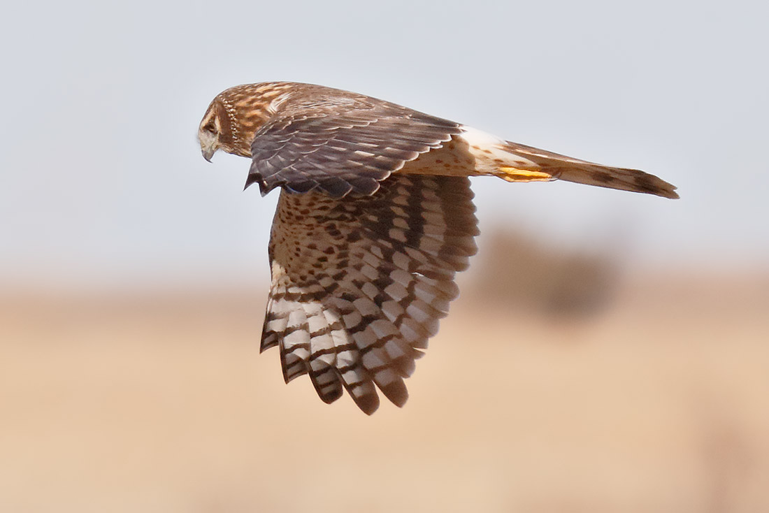 Northern Harrier