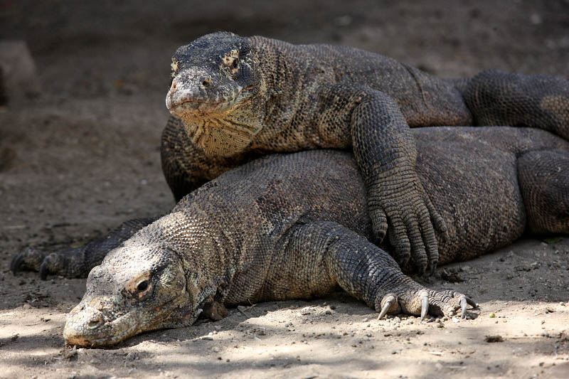 Komodo Dragons, Rinca Island, Indonesia