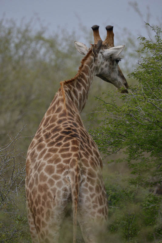 Kruger Park