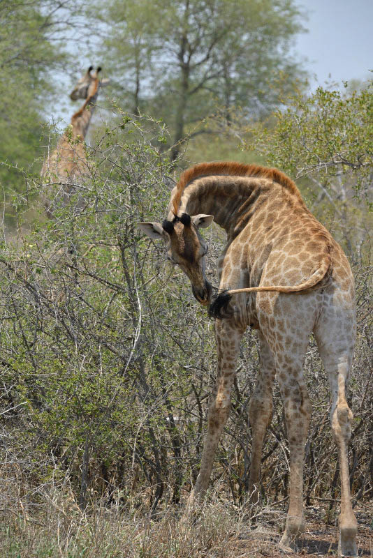 Kruger Park