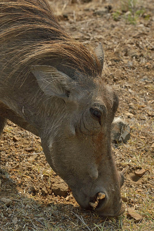 Kruger Park