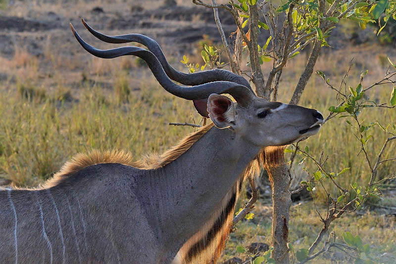 Kruger Park