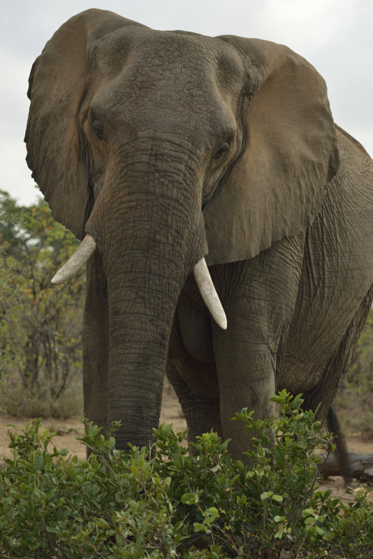 Kruger Park