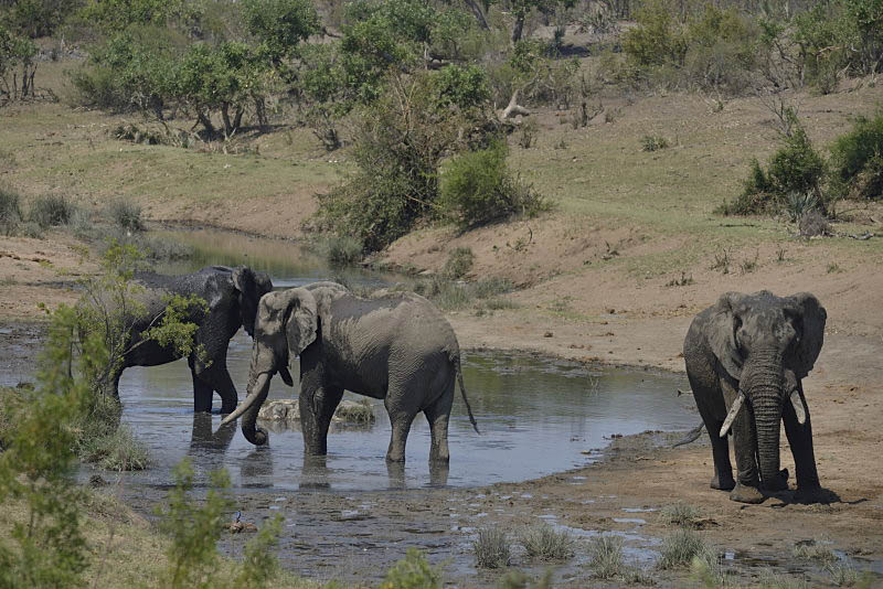Kruger Park
