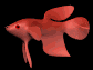 cartoon_beta_swimming_sm_blk.gif
