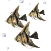 angelfish_bubbles_md_clr.gif