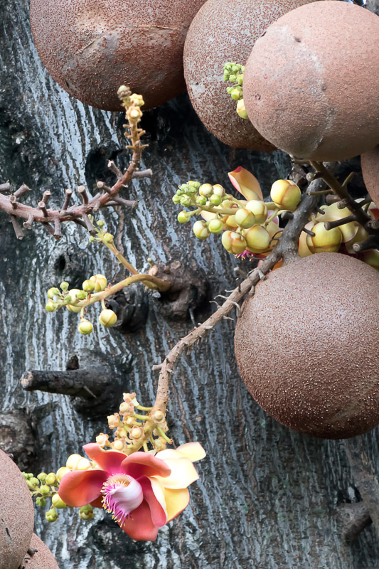Lecythidaceae Tree