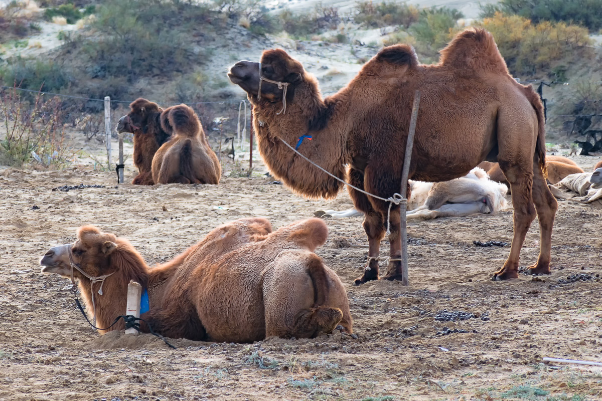 Camels