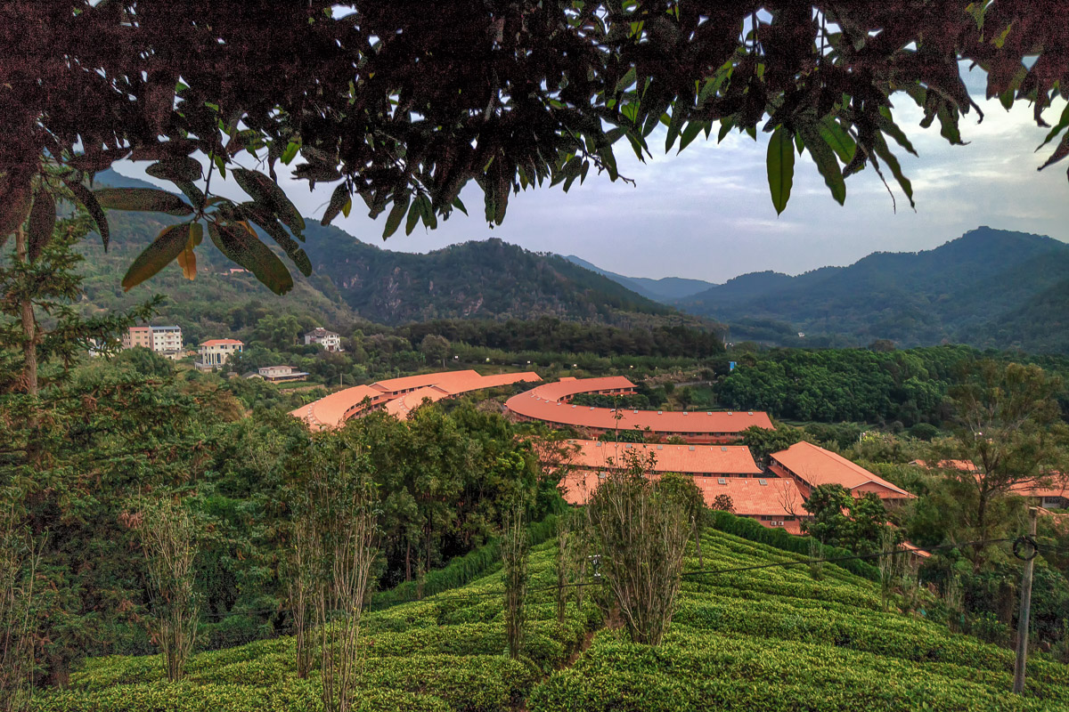Yearning Tea Plantation 1