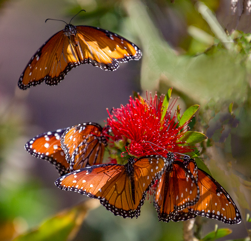 Flying Away_MG_7561.jpg