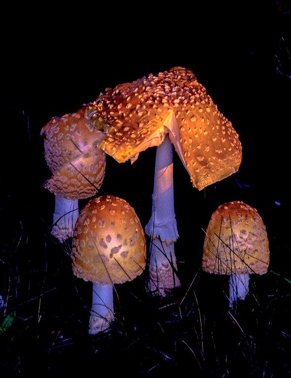 Beautiful and Deadly_DSCF7069.jpg