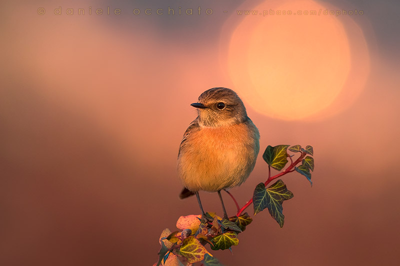 European Stonechat (Saxicola rubicola)