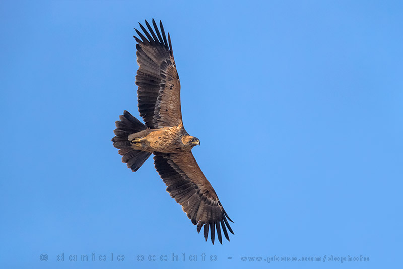 Eastern Imperial Eagle (Aquila heliaca)