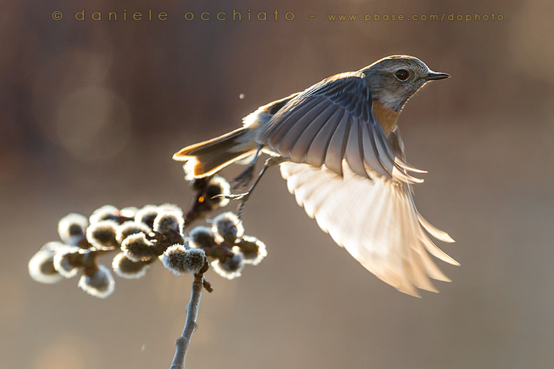 European Stonechat (Saxicola rubicola)