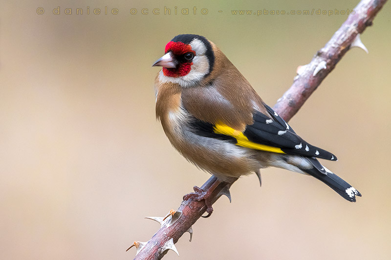 Goldfinch (Carduelis carduelis)