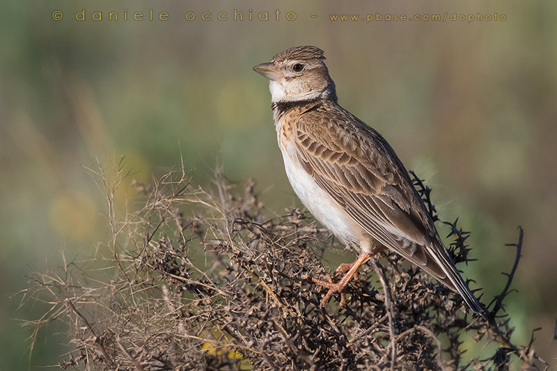 Calandra Lark (Melanocorypha calandra psammochroa)