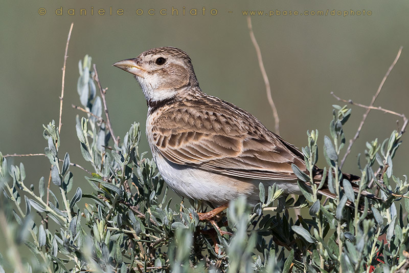 Calandra Lark (Melanocorypha calandra psammochroa)