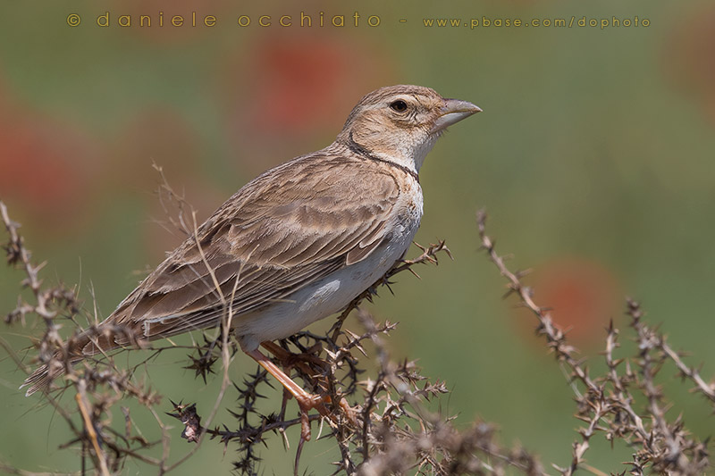 Calandra Lark (Melanocorypha calandra psammochroa)